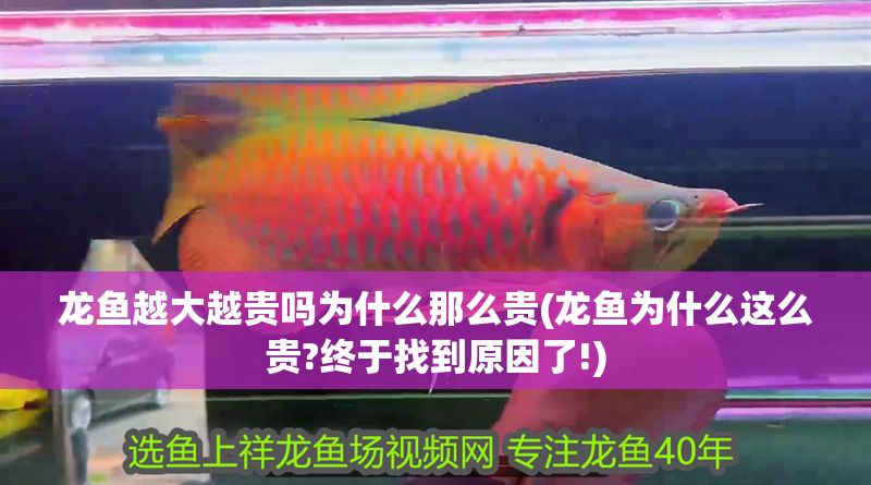 龍魚越大越貴嗎為什么那么貴(龍魚為什么這么貴?終于找到原因了!)