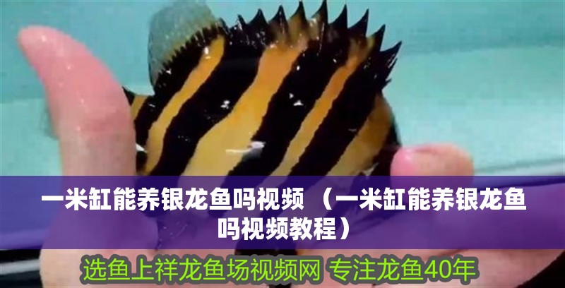 一米缸能養(yǎng)銀龍魚(yú)嗎視頻 （一米缸能養(yǎng)銀龍魚(yú)嗎視頻教程）