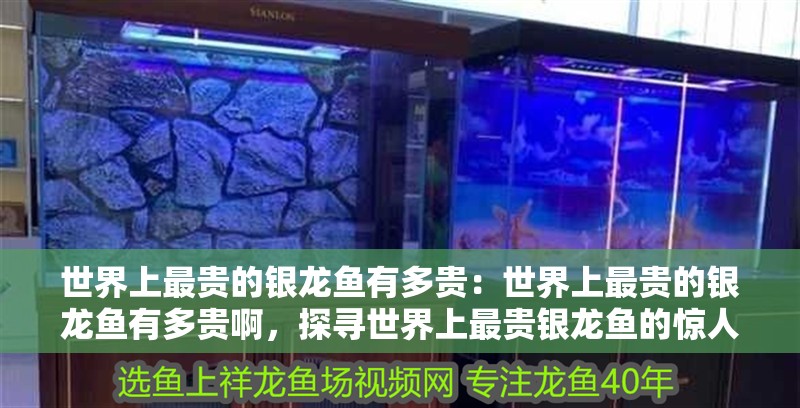 世界上最貴的銀龍魚有多貴：世界上最貴的銀龍魚有多貴啊，探尋世界上最貴銀龍魚的驚人價格
