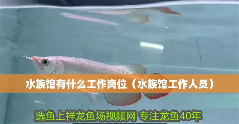 水族館有什么工作崗位（水族館工作人員）