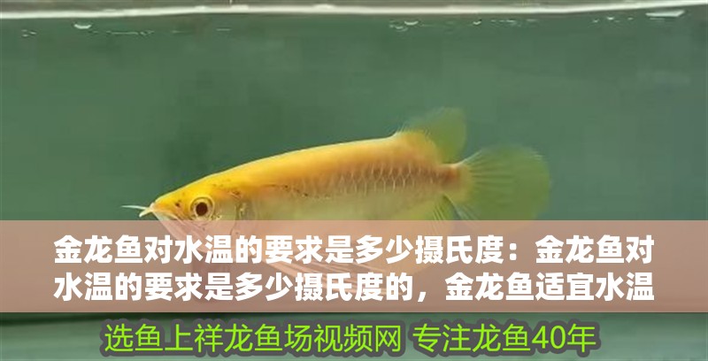 金龍魚對水溫的要求是多少攝氏度：金龍魚對水溫的要求是多少攝氏度的，金龍魚適宜水溫是多少攝氏度？水溫