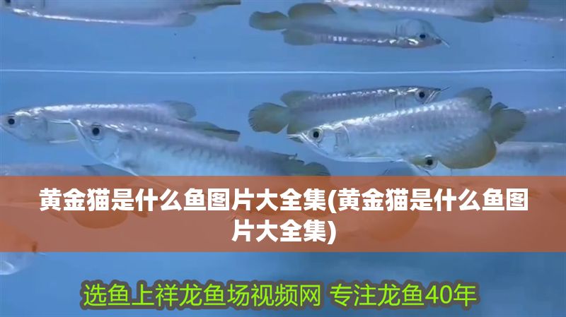 黃金貓是什么魚圖片大全集(黃金貓是什么魚圖片大全集) 黃金貓是什么魚圖片大全集(黃金貓是什么魚圖片大全集) 黃金貓魚百科 第1張