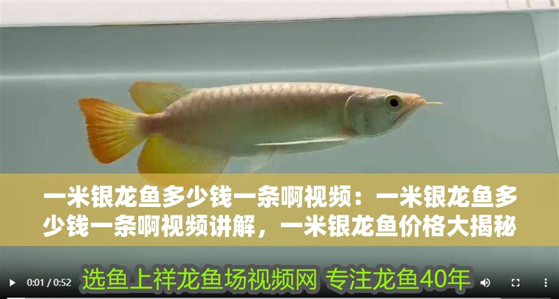 一米銀龍魚多少錢一條啊視頻:一米銀龍魚多少錢一條啊視頻講解,一米銀龍魚價(jià)格大揭秘, 水族問(wèn)答 一米銀龍魚多少錢一條啊視頻:一米銀龍魚多少錢一條啊視頻講解,一米銀龍魚價(jià)格大揭秘, 一米銀龍魚多少錢一條啊視頻:一米銀龍魚多少錢一條啊視頻講解,一米銀龍魚價(jià)格大揭秘, 水族問(wèn)答