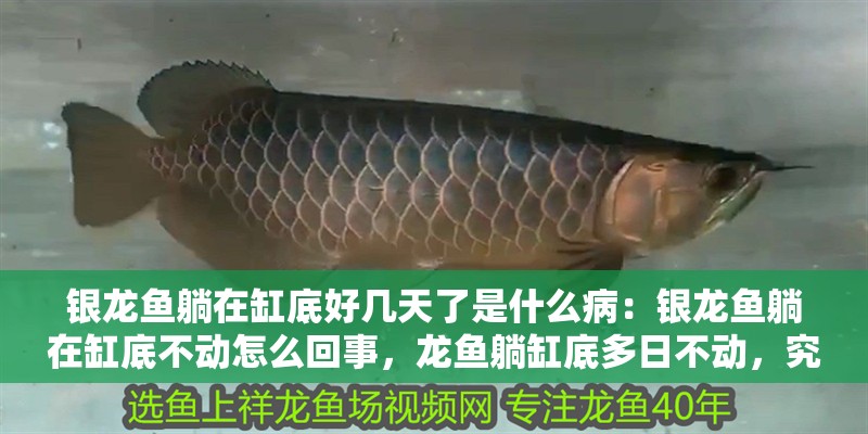 銀龍魚躺在缸底好幾天了是什么?。恒y龍魚躺在缸底不動(dòng)怎么回事，龍魚躺缸底多日不動(dòng)，究竟何
