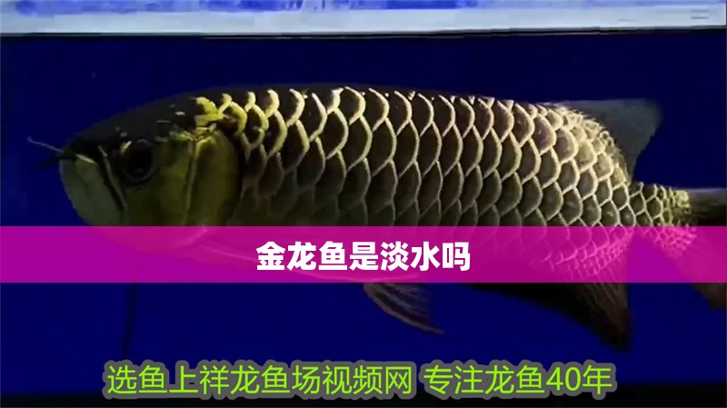 金龍魚是淡水嗎