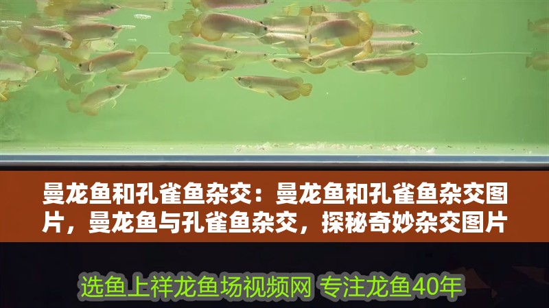曼龍魚和孔雀魚雜交：曼龍魚和孔雀魚雜交圖片，曼龍魚與孔雀魚雜交，探秘奇妙雜交圖片背后