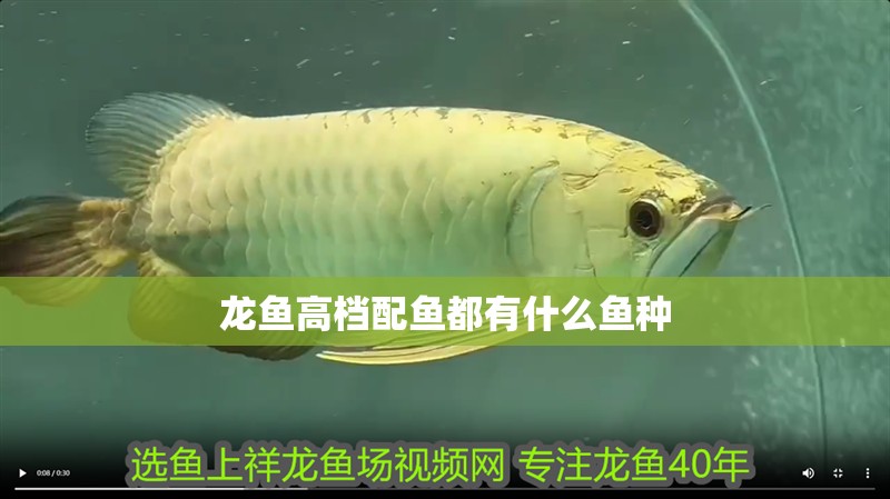 龍魚高檔配魚都有什么魚種