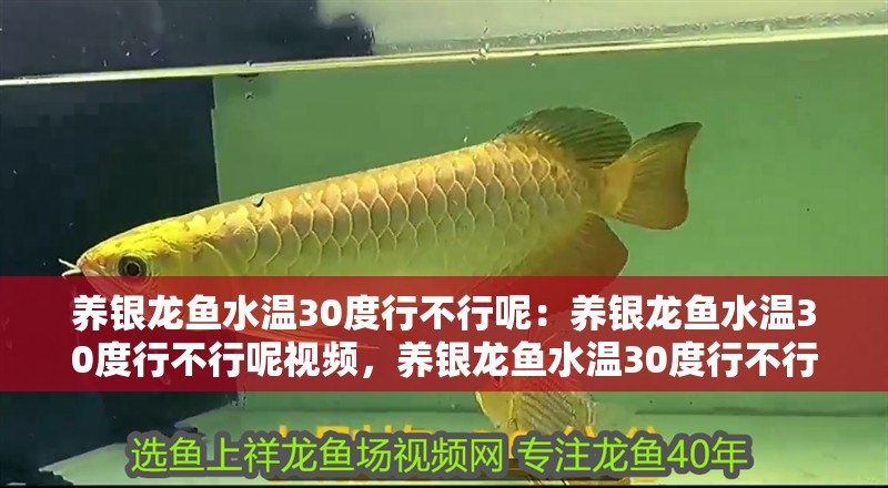 養(yǎng)銀龍魚水溫30度行不行呢：養(yǎng)銀龍魚水溫30度行不行呢視頻，養(yǎng)銀龍魚水溫30度行不行