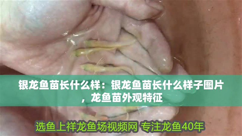 銀龍魚苗長什么樣：銀龍魚苗長什么樣子圖片，龍魚苗外觀特征