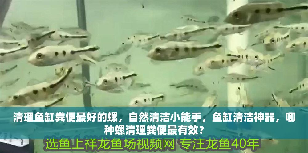 清理魚缸糞便最好的螺，自然清潔小能手，魚缸清潔神器，哪種螺清理糞便最有效？