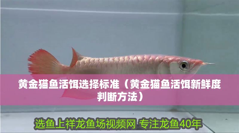 黃金貓魚活餌選擇標準（黃金貓魚活餌新鮮度判斷方法）