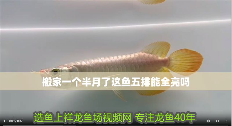 搬家一個半月了這魚五排能全亮嗎 錦鯉魚百科 第2張 搬家一個半月了這魚五排能全亮嗎 搬家一個半月了這魚五排能全亮嗎 錦鯉魚百科 第2張