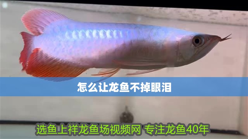 怎么讓龍魚不掉眼淚
