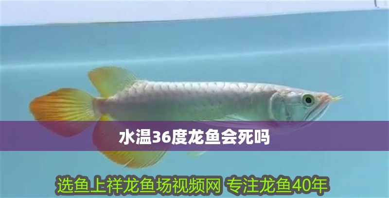 水溫36度龍魚會死嗎