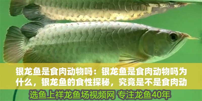 銀龍魚是食肉動物嗎：銀龍魚是食肉動物嗎為什么，銀龍魚的食性探秘，究竟是不是食肉動物
