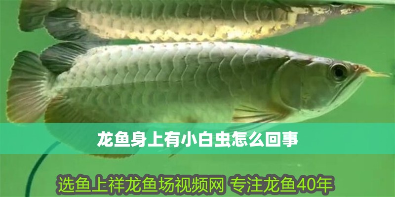 龍魚(yú)身上有小白蟲(chóng)怎么回事