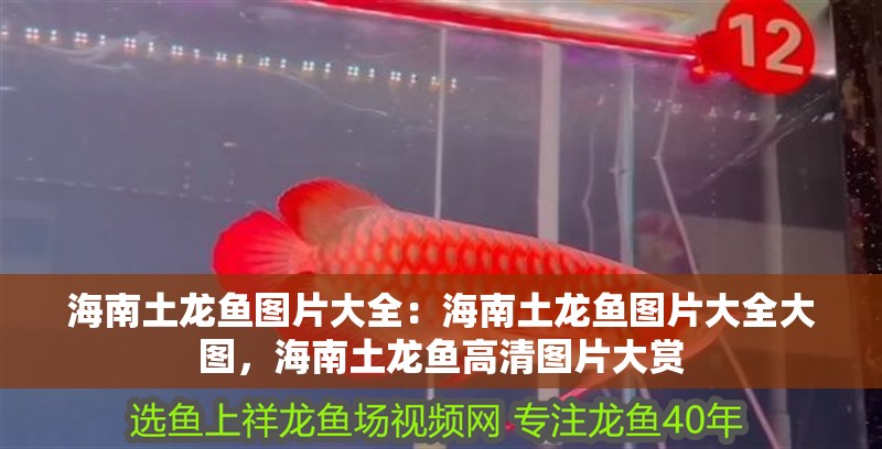 海南土龍魚圖片大全：海南土龍魚圖片大全大圖，海南土龍魚高清圖片大賞