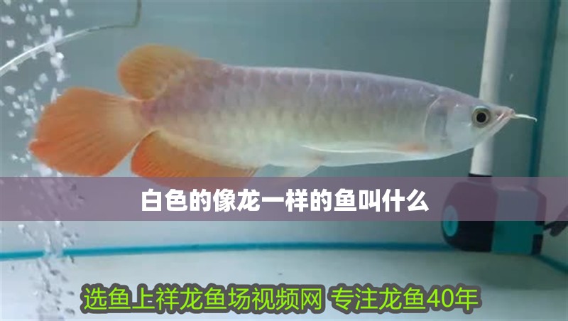白色的像龍一樣的魚叫什么