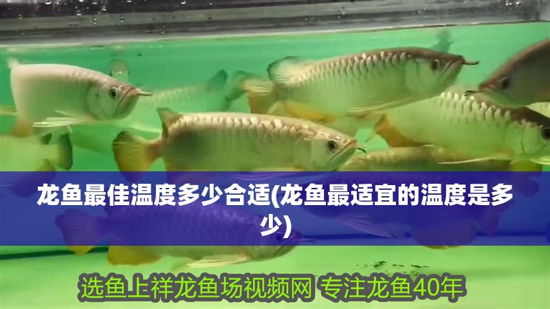 龍魚最佳溫度多少合適(龍魚最適宜的溫度是多少) 龍魚最佳溫度多少合適(龍魚最適宜的溫度是多少) 金龍魚百科 第1張