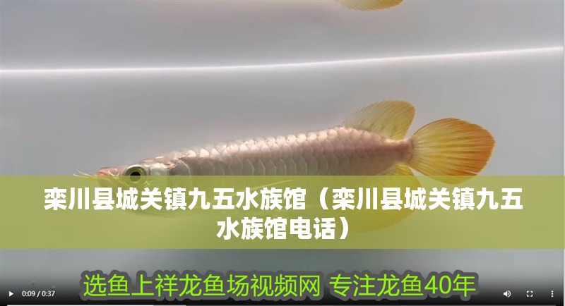 欒川縣城關鎮九五水族館（欒川縣城關鎮九五水族館電話） 欒川縣城關鎮九五水族館（欒川縣城關鎮九五水族館電話） 全國水族館企業名錄 第2張