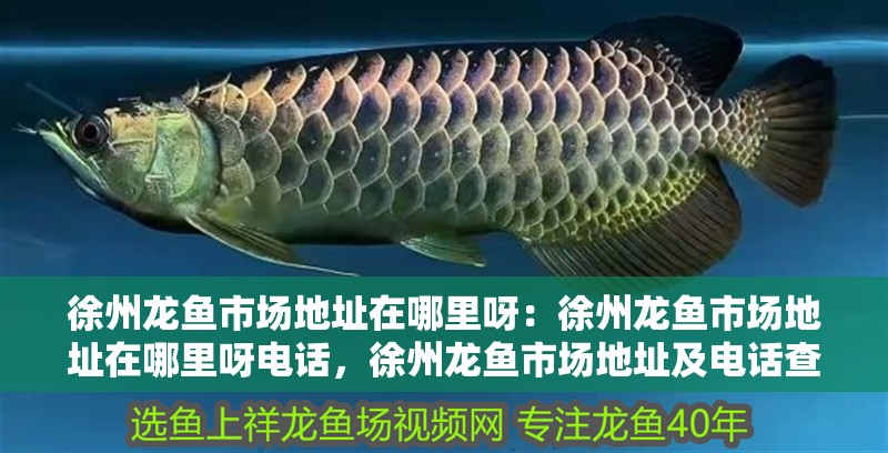 徐州龍魚市場地址在哪里呀：徐州龍魚市場地址在哪里呀電話，徐州龍魚市場地址及電話查詢