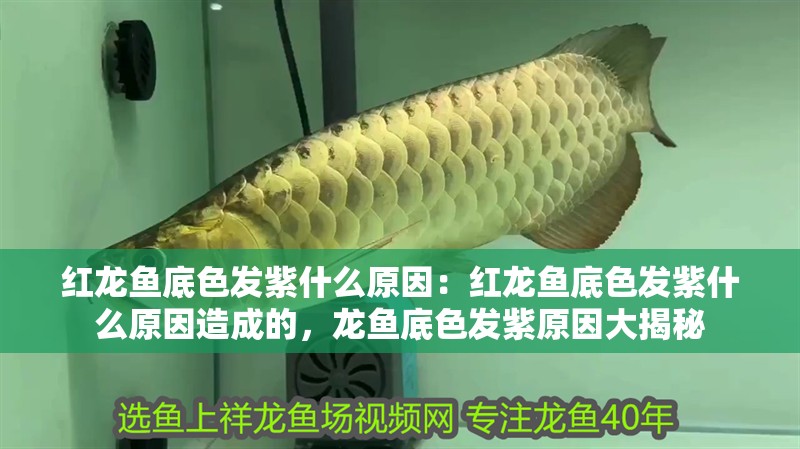 紅龍魚底色發紫什么原因：紅龍魚底色發紫什么原因造成的，龍魚底色發紫原因大揭秘