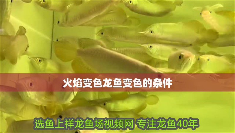 火焰變色龍魚變色的條件 火焰變色龍魚變色的條件 龍魚百科 第4張