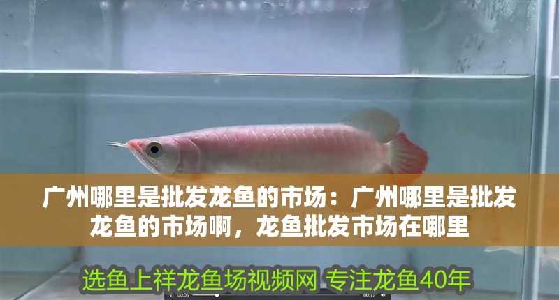 廣州哪里是批發龍魚的市場：廣州哪里是批發龍魚的市場啊，龍魚批發市場在哪里