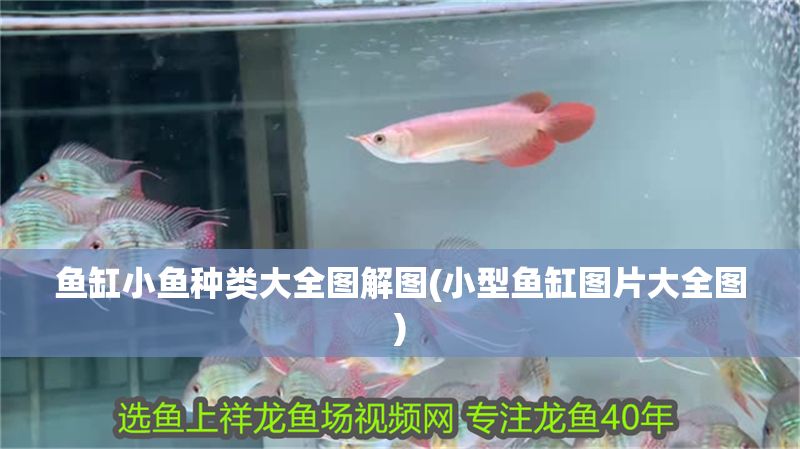 魚缸小魚種類大全圖解圖(小型魚缸圖片大全圖)