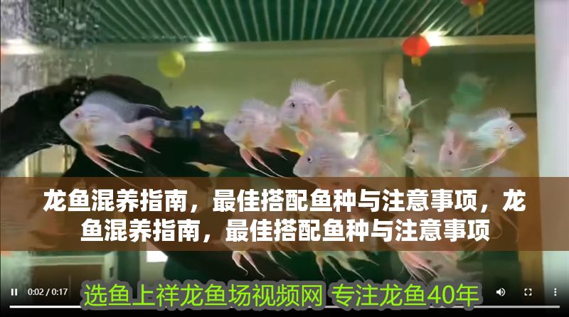 龍魚混養指南，最佳搭配魚種與注意事項，龍魚混養指南，最佳搭配魚種與注意事項