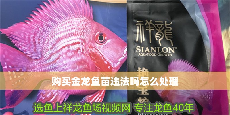 購買金龍魚苗違法嗎怎么處理 購買金龍魚苗違法嗎怎么處理 龍魚百科