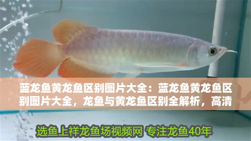 藍龍魚黃龍魚區別圖片大全：藍龍魚黃龍魚區別圖片大全，龍魚與黃龍魚區別全解析，高清圖片對比指南
