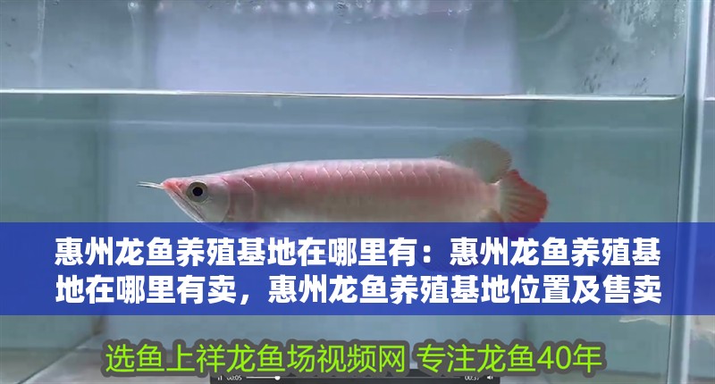 惠州龍魚養(yǎng)殖基地在哪里有：惠州龍魚養(yǎng)殖基地在哪里有賣，惠州龍魚養(yǎng)殖基地位置及售賣信息