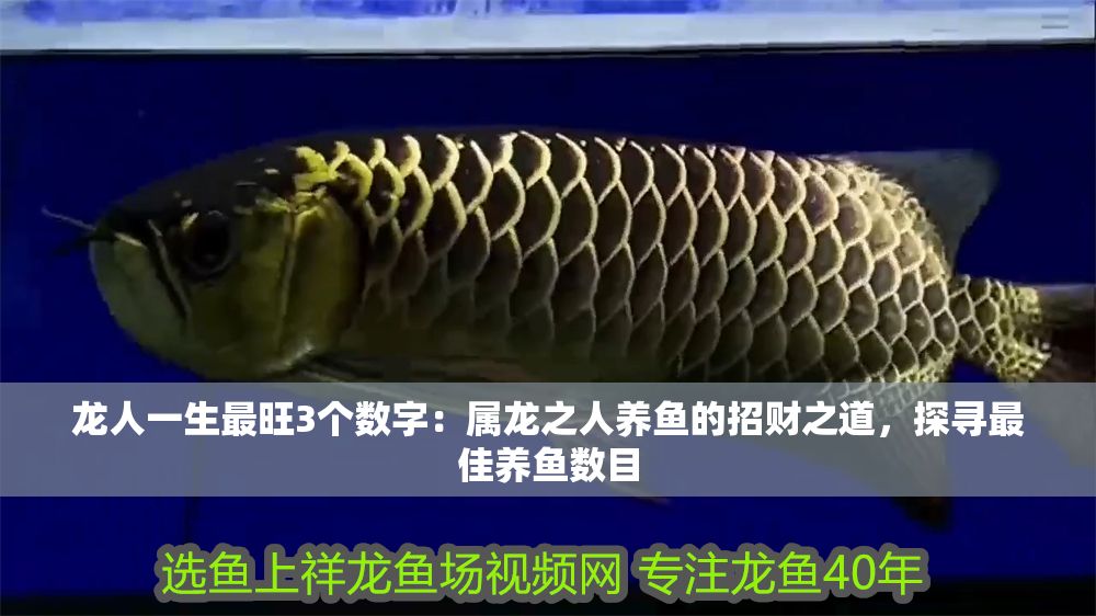 龍人一生最旺3個數字：屬龍之人養魚的招財之道，探尋最佳養魚數目