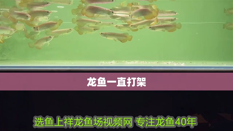 龍魚一直打架