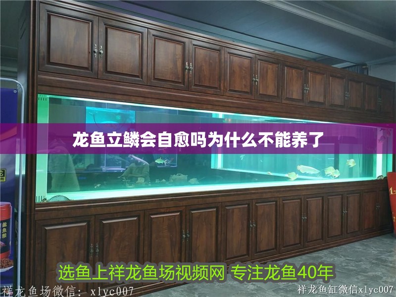 龍魚立鱗會自愈嗎為什么不能養了