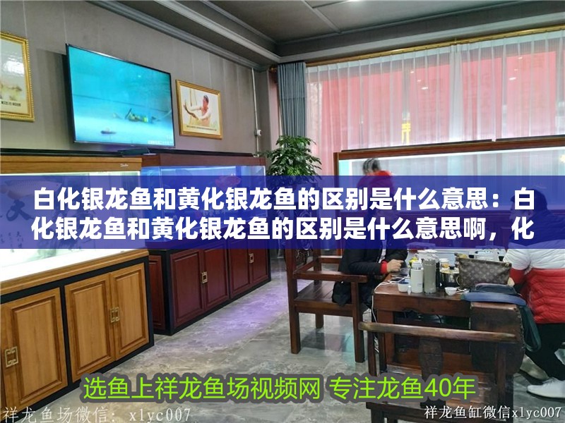 白化銀龍魚(yú)和黃化銀龍魚(yú)的區(qū)別是什么意思：白化銀龍魚(yú)和黃化銀龍魚(yú)的區(qū)別是什么意思啊，化銀龍魚(yú)與黃化銀龍