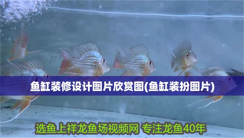 魚缸裝修設計圖片欣賞圖(魚缸裝扮圖片)