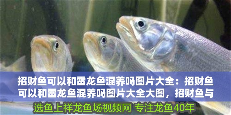招財魚可以和雷龍魚混養(yǎng)嗎圖片大全：招財魚可以和雷龍魚混養(yǎng)嗎圖片大全大圖，招財魚與雷龍魚混養(yǎng)可行性及觀賞圖鑒