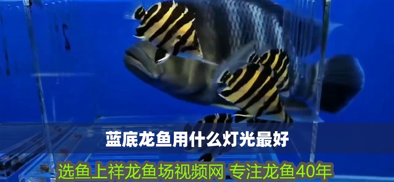 藍(lán)底龍魚(yú)用什么燈光最好