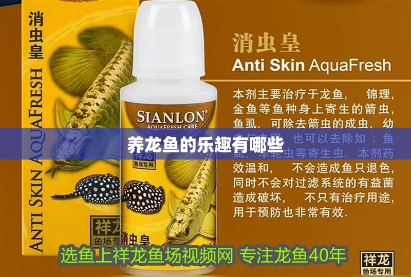 養龍魚的樂趣有哪些