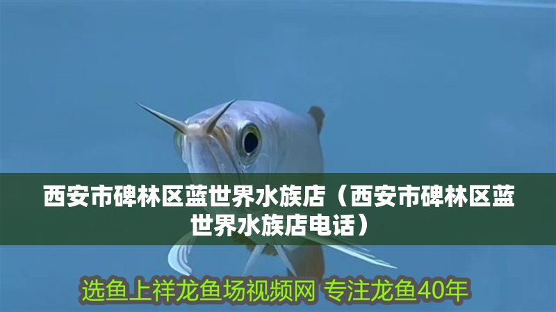 西安市碑林區藍世界水族店（西安市碑林區藍世界水族店電話）
