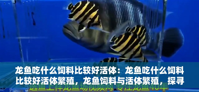 龍魚吃什么飼料比較好活體：龍魚吃什么飼料比較好活體繁殖，龍魚飼料與活體繁殖，探尋