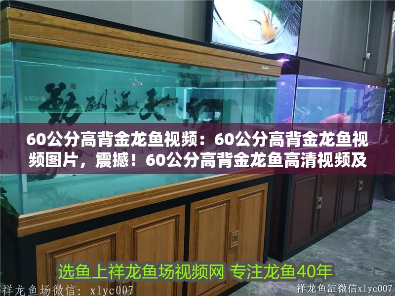 60公分高背金龍魚視頻：60公分高背金龍魚視頻圖片，震撼！60公分高背金龍魚高清視頻及絕