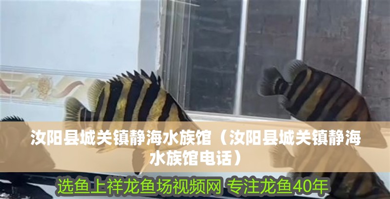 汝陽縣城關鎮靜海水族館（汝陽縣城關鎮靜海水族館電話） 汝陽縣城關鎮靜海水族館（汝陽縣城關鎮靜海水族館電話） 全國水族館企業名錄 第2張