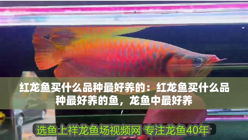 紅龍魚買什么品種最好養的：紅龍魚買什么品種最好養的魚，龍魚中最好養
