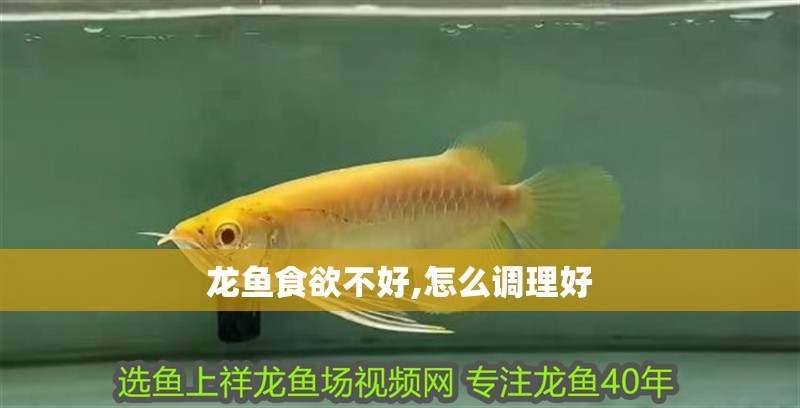 龍魚食欲不好,怎么調(diào)理好