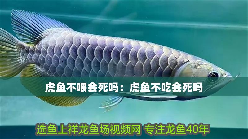 虎魚不喂會死嗎：虎魚不吃會死嗎