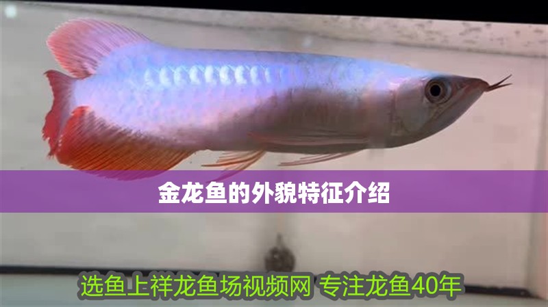金龍魚的外貌特征介紹
