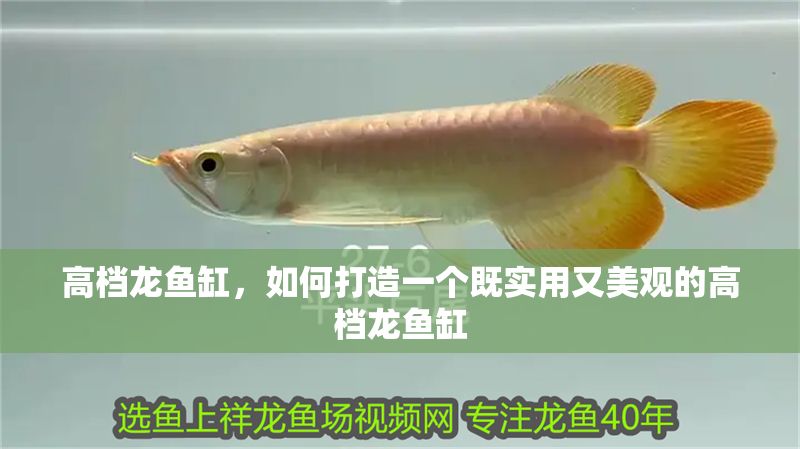 高檔龍魚缸，如何打造一個既實用又美觀的高檔龍魚缸